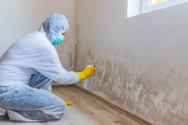 Licensed Commercial Mold Remediation service in Weehawken, NJ - Car Mold Remediation