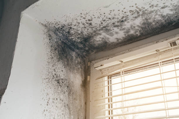 Affordable Commercial Mold Remediation solutions in Weehawken, NJ